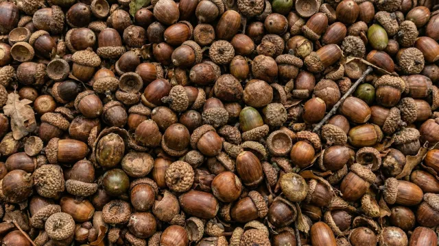 どんぐりが敷き詰められたテクスチャ 3