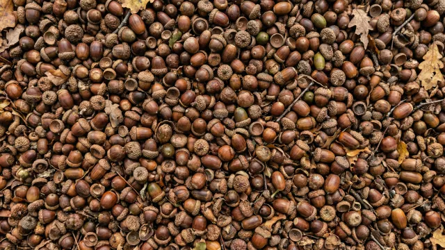 どんぐりが敷き詰められたテクスチャ