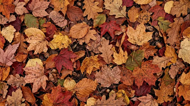 秋の落ち葉テクスチャ（どんぐり混じり）