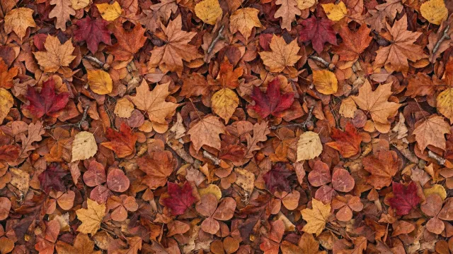 秋の落ち葉テクスチャ（クローバー混じり）