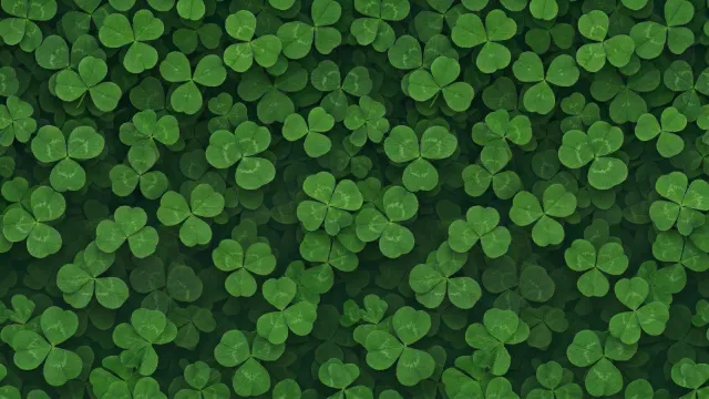 クローバーの絨毯