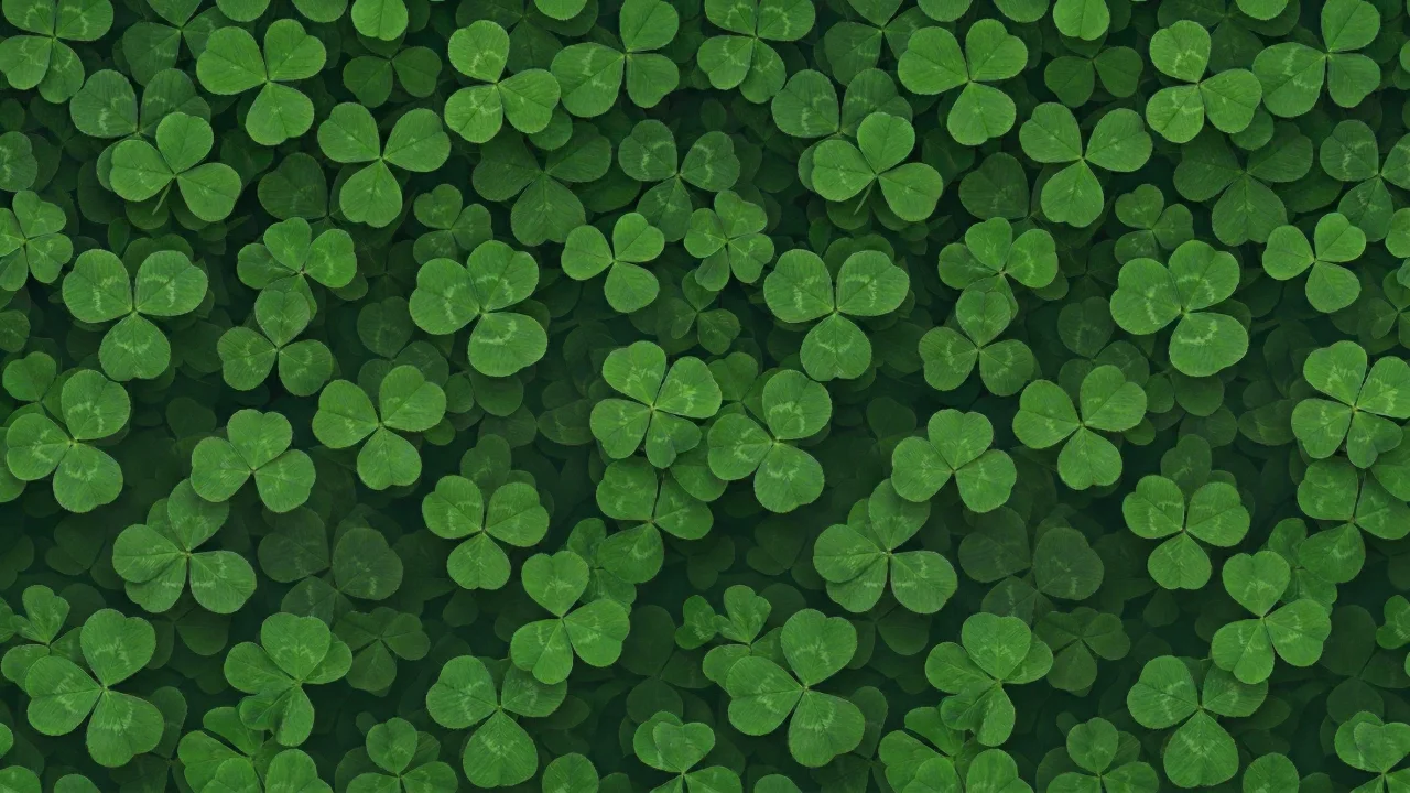 クローバーの絨毯 デスクトップPC壁紙、背景画像
