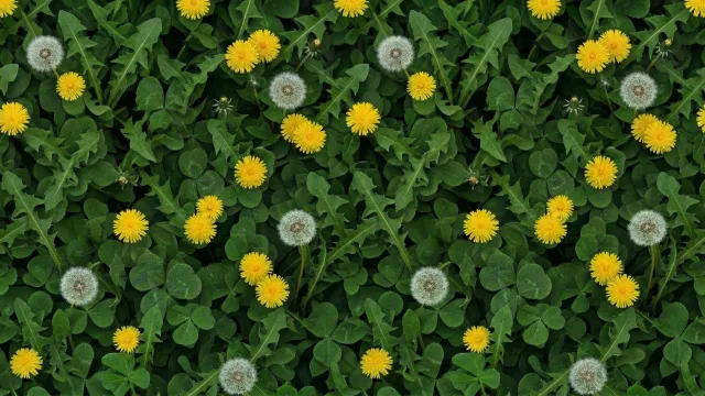 タンポポとクローバーの草原