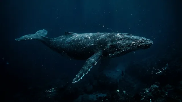 深海のザトウクジラ（横向き全身）