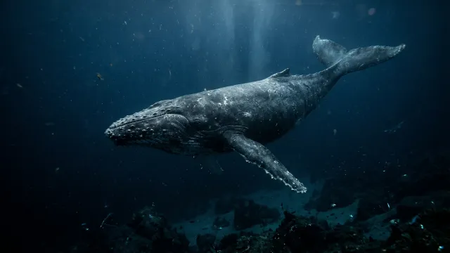 深海を泳ぐザトウクジラ