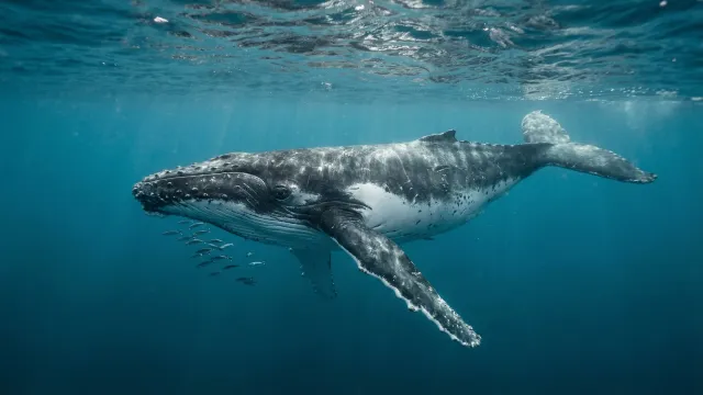 海中のザトウクジラ 2