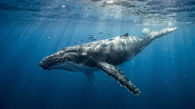 海中のザトウクジラ 4