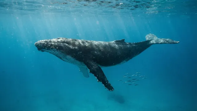 海中のザトウクジラ