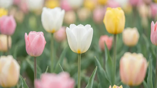 パステルカラー チューリップ畑 写真