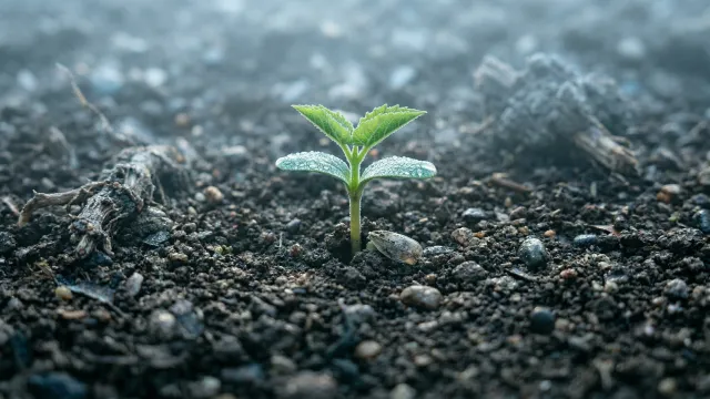 雨粒をまとった新芽 クローズアップ
