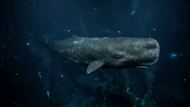 深海のマッコウクジラ