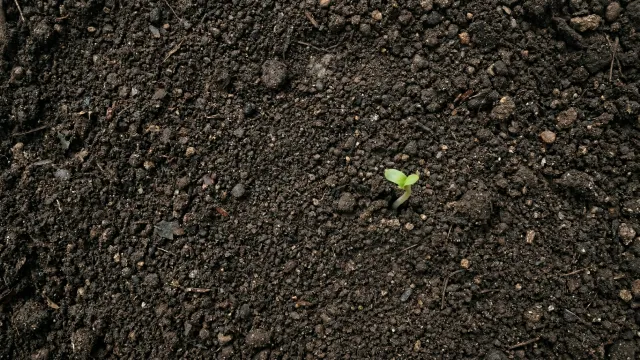 土の地面から芽吹く小さな新芽