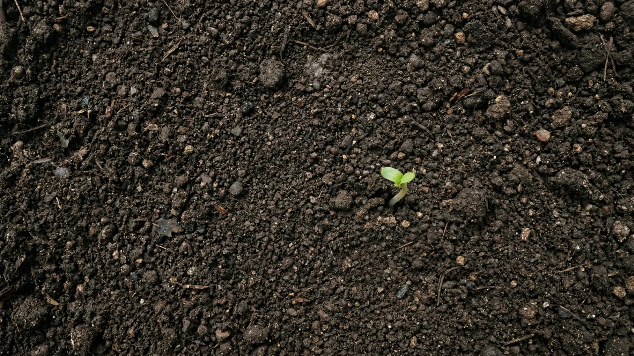 土の地面から芽吹く小さな新芽 デスクトップPC壁紙、背景画像
