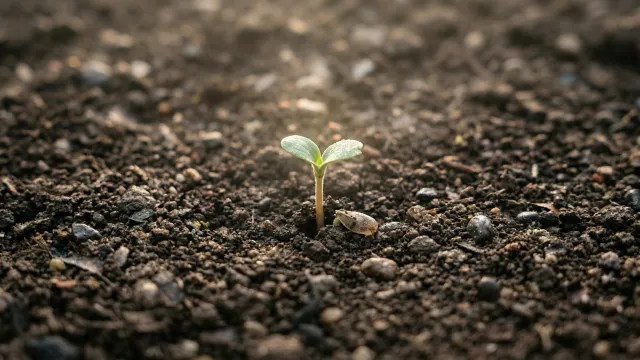 土から芽吹く小さな新芽 クローズアップ