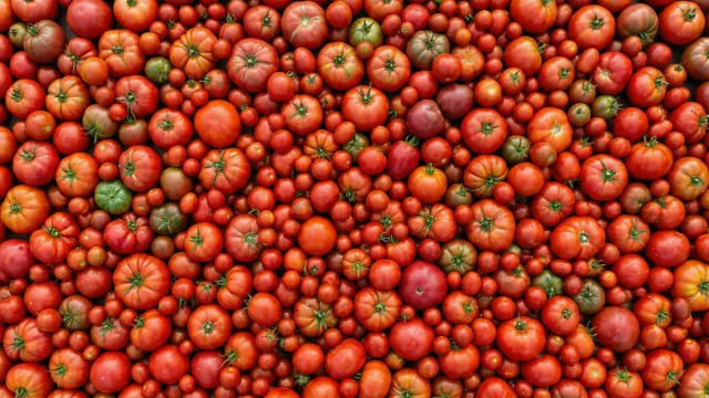 トマトが敷き詰められたトップダウンビュー