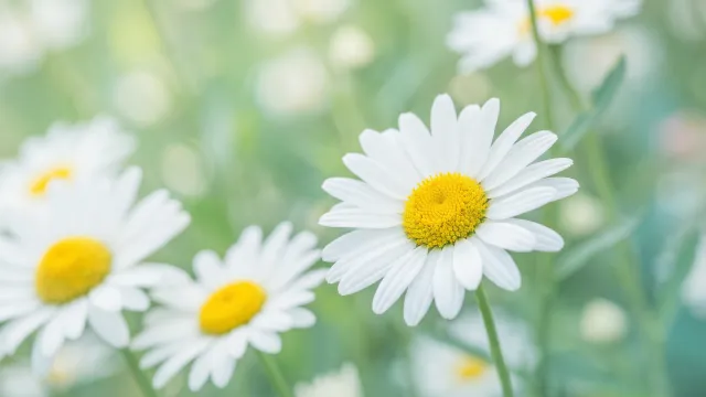 白いデイジー クローズアップ（右寄り構図・明るいボケ）