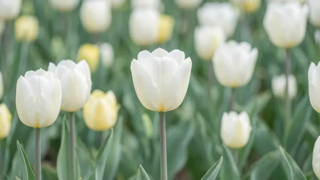 白・黄チューリップ畑 写真